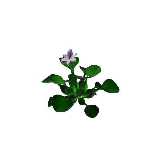 Flower Eichhornia crassipes3. 2